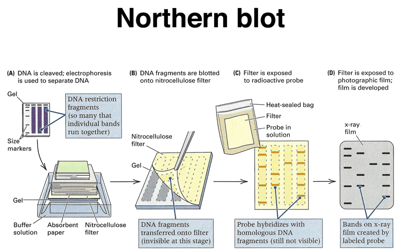 antibodies are used for northern blot analysis