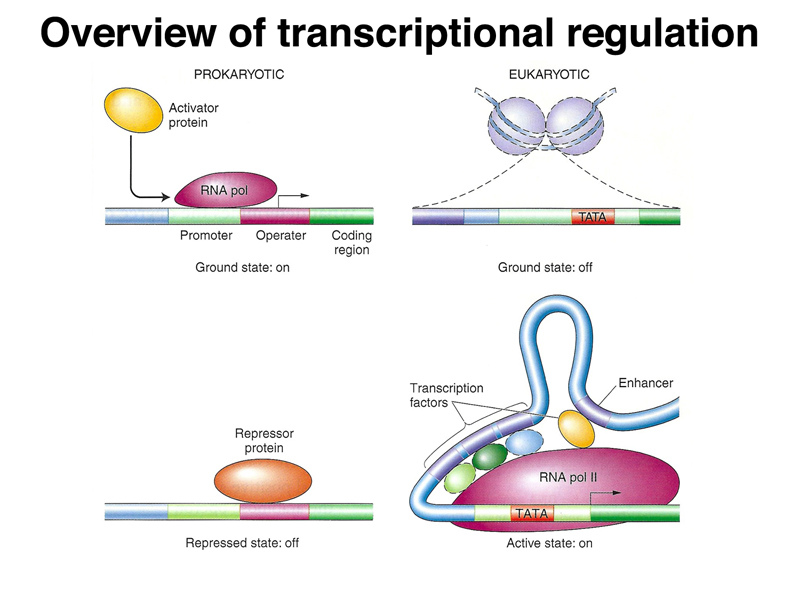 cbay transcriptions