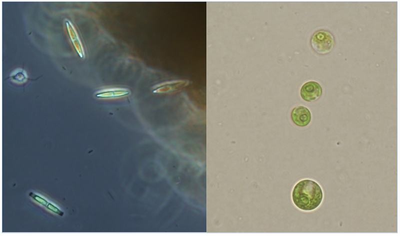 Algae Examples