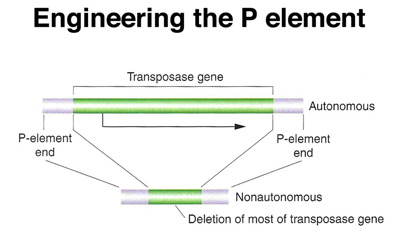 P elements. Мобильные генетические элементы бактерий. Мобильные элементы генома. Мобильные элементы генома прокариот. Мобильные элементы генома эукариот.