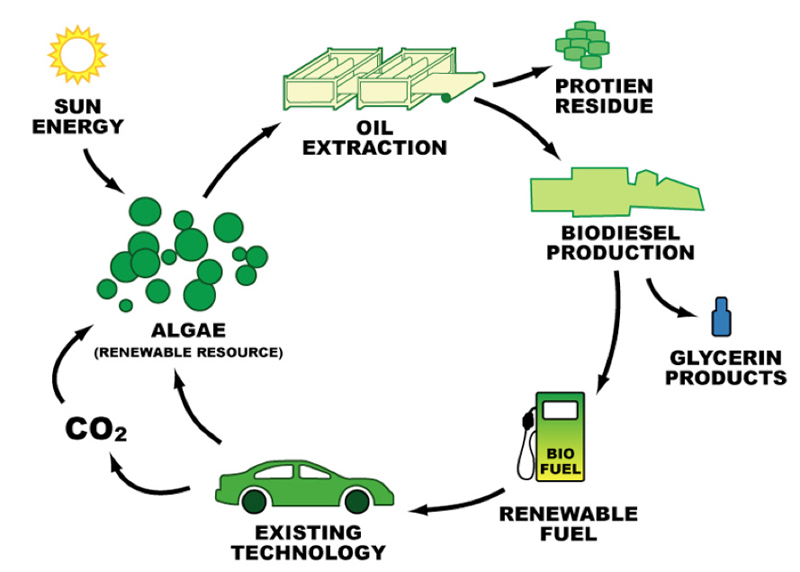 Газ из водорослей. Биодизель биоэтанол. Биодизель из водорослей схема. Биоэтанол схема. Биодизель из водорослей схема производства.
